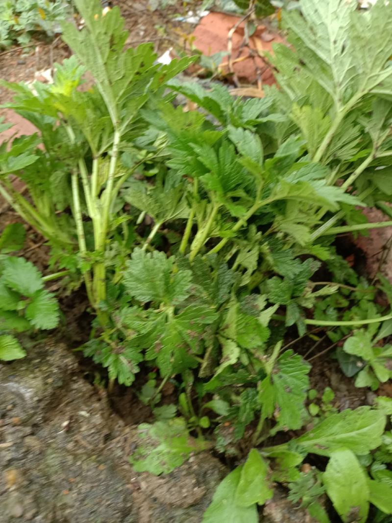 益母草种苗，种苗栽种高效快速