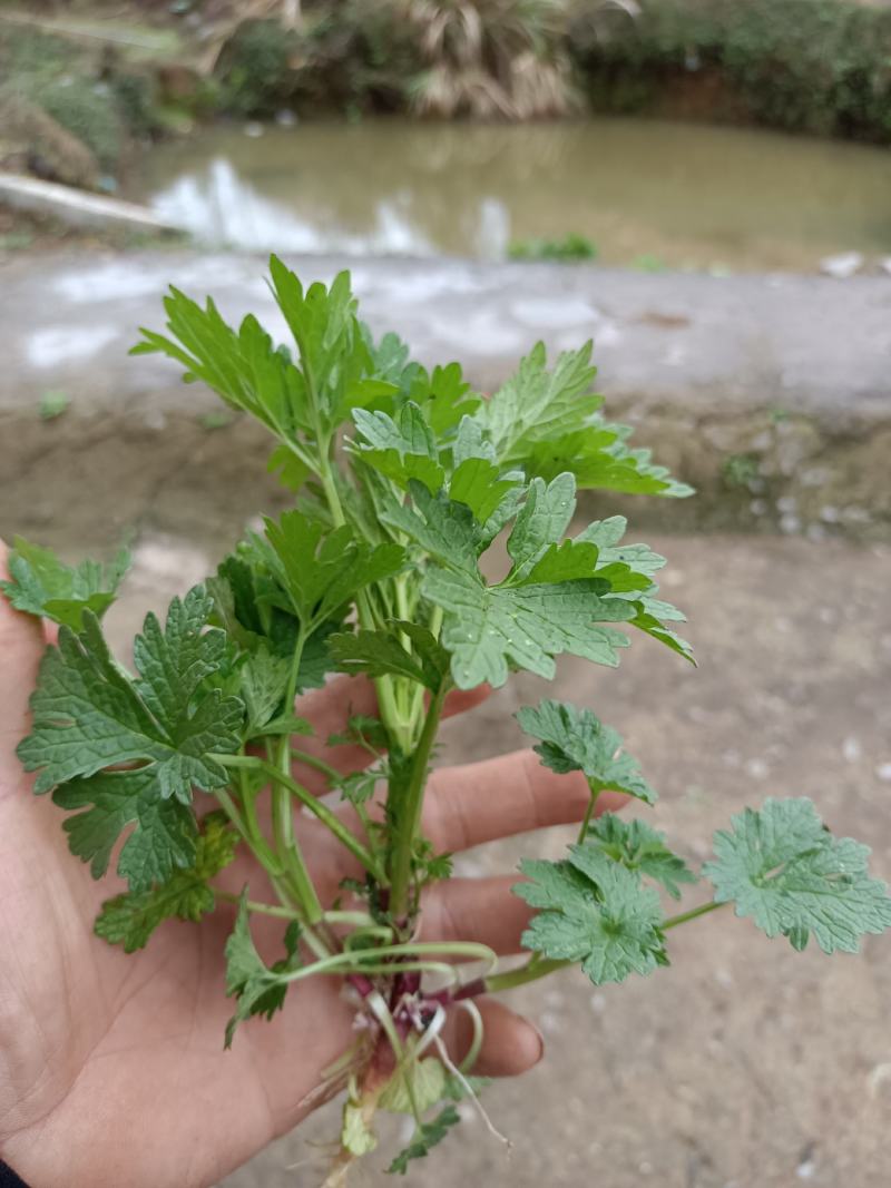 益母草种苗，种苗栽种高效快速