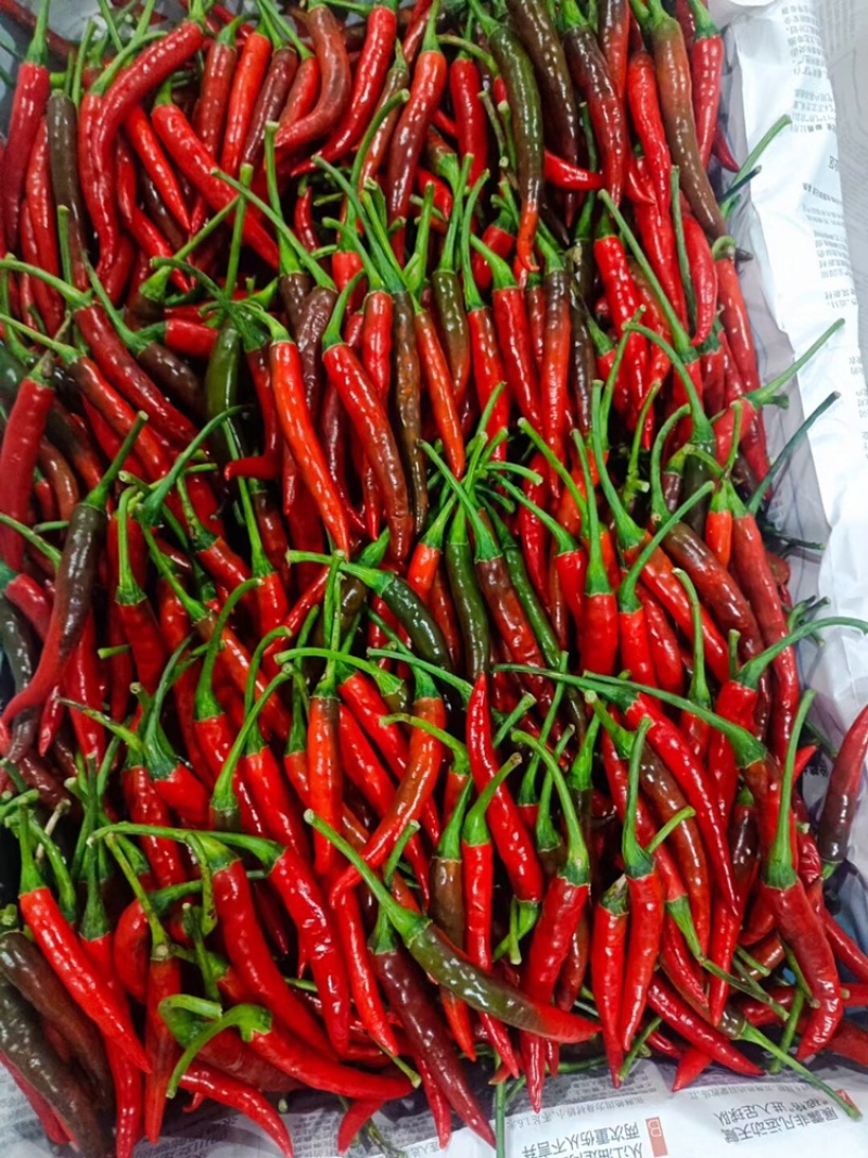 小米椒