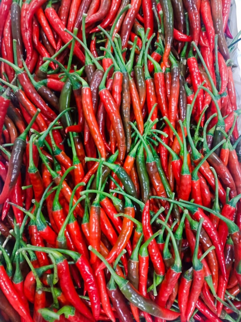 小米椒