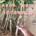 嫁接新品种桃苗，白玉蟠桃树苗，大果桃子树苗，庭院水果树苗