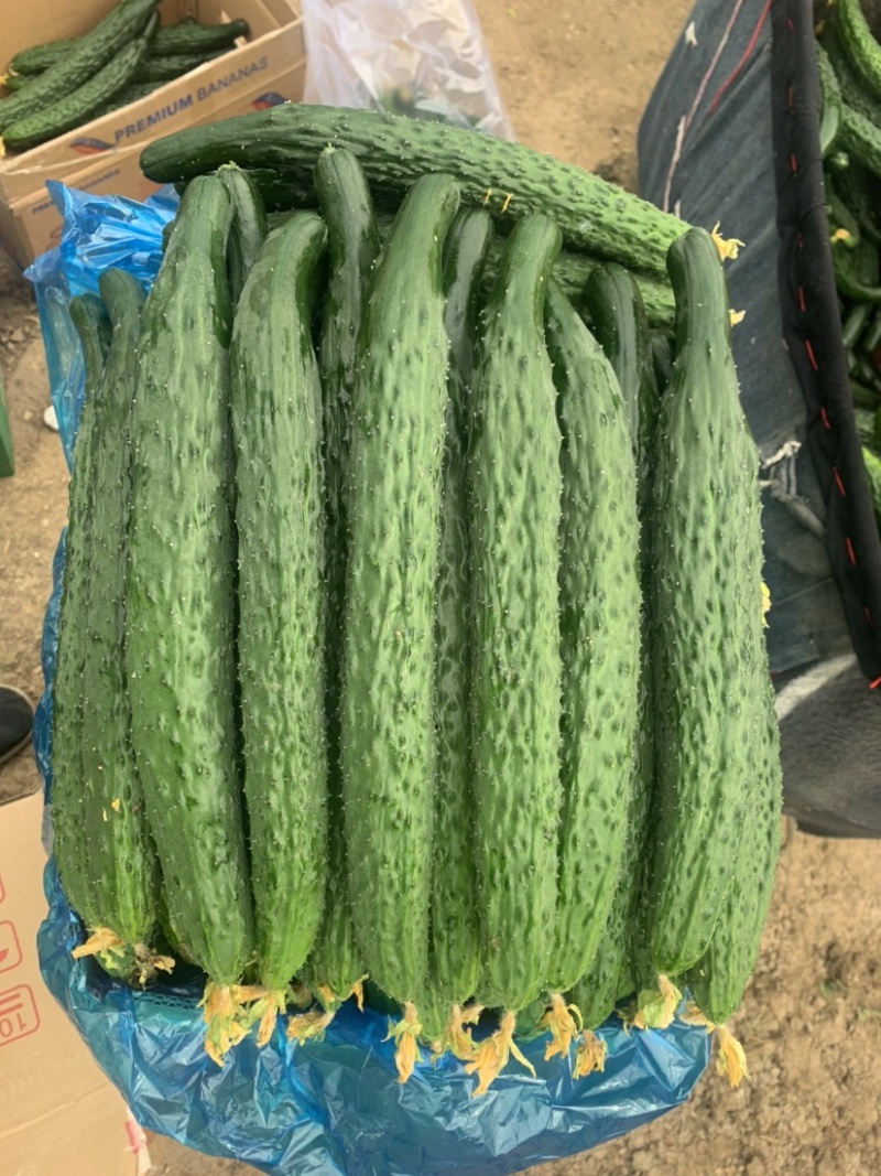 精品黄瓜鲜花带刺青皮青瓤欢迎前来选购