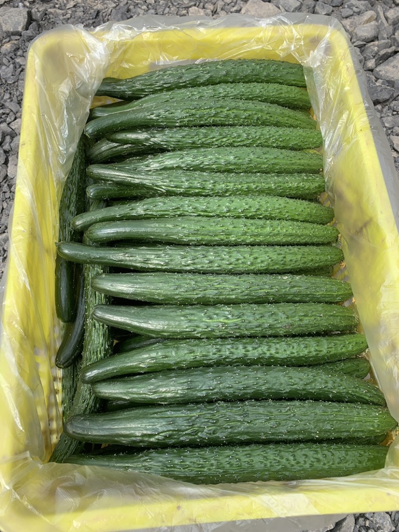 精品黄瓜鲜花带刺青皮青瓤欢迎前来选购