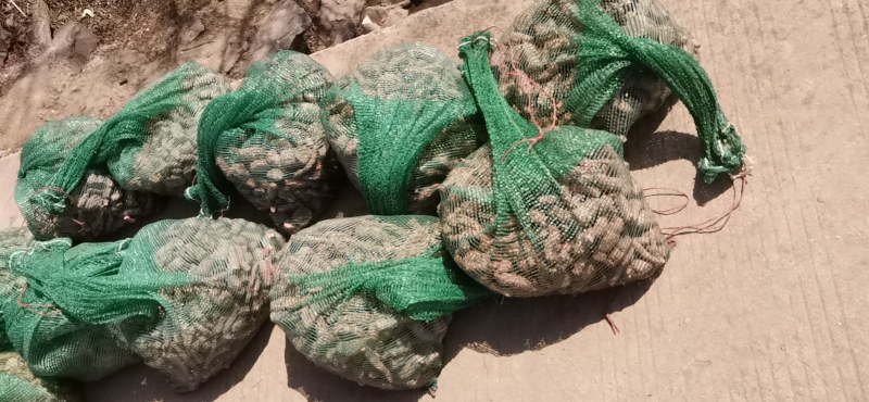优质高产瓜蒌种苗热销中……，欢迎新老朋友下单！
