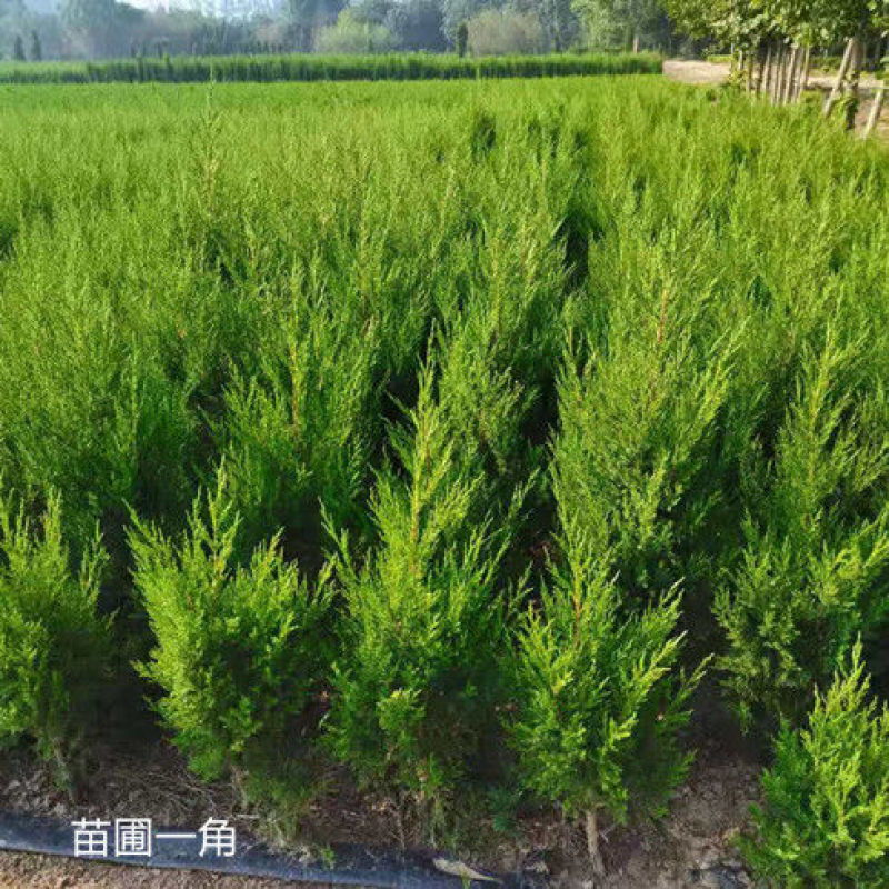 【质优】花木侧柏塔柏树苗松树苗蜀桧苗龙柏苗宝塔松柏树苗