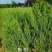 【质优】花木侧柏塔柏树苗松树苗蜀桧苗龙柏苗宝塔松柏树苗