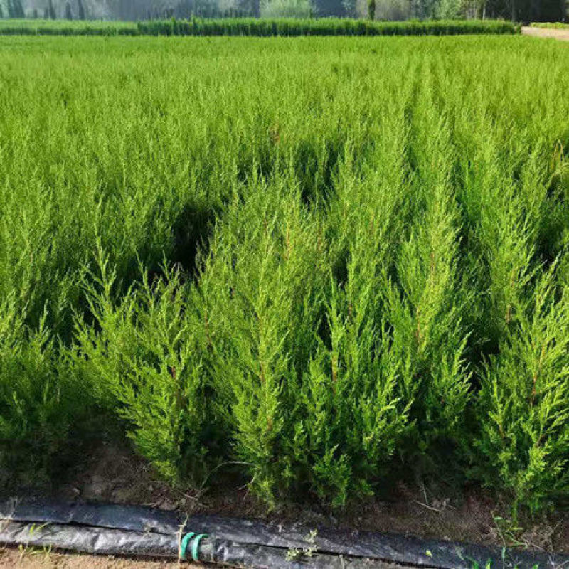 【质优】花木侧柏塔柏树苗松树苗蜀桧苗龙柏苗宝塔松柏树苗