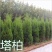 【质优】花木侧柏塔柏树苗松树苗蜀桧苗龙柏苗宝塔松柏树苗