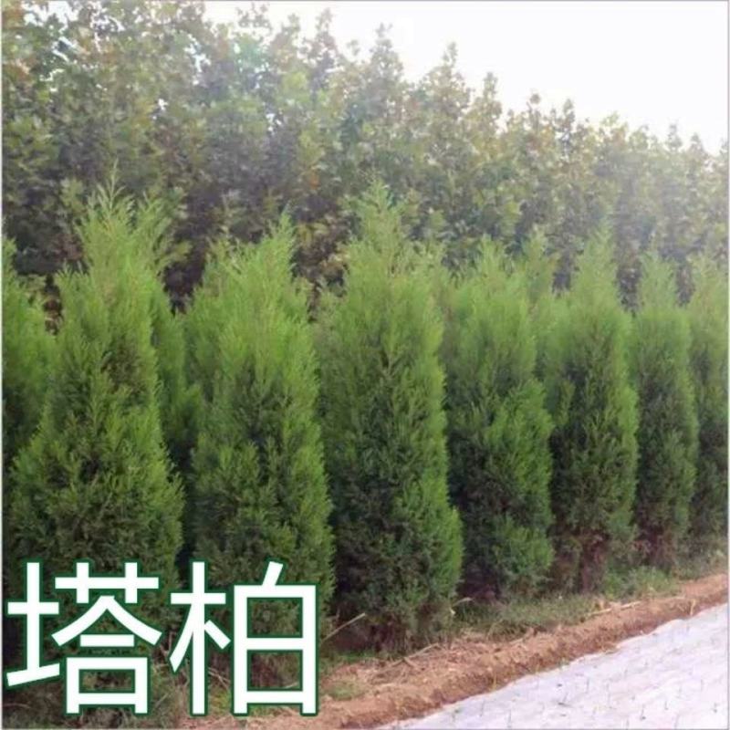 【质优】花木侧柏塔柏树苗松树苗蜀桧苗龙柏苗宝塔松柏树苗