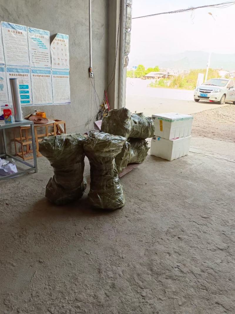 高产双季金槐苗，诚信经营，质量保证，欢迎进店联系