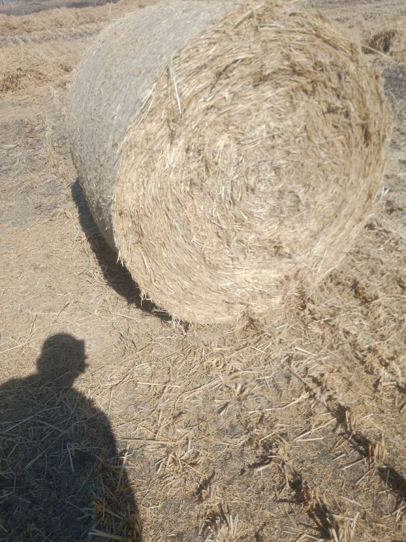 供吉林白城地区稻草方捆圆捆万亩基地一手货源