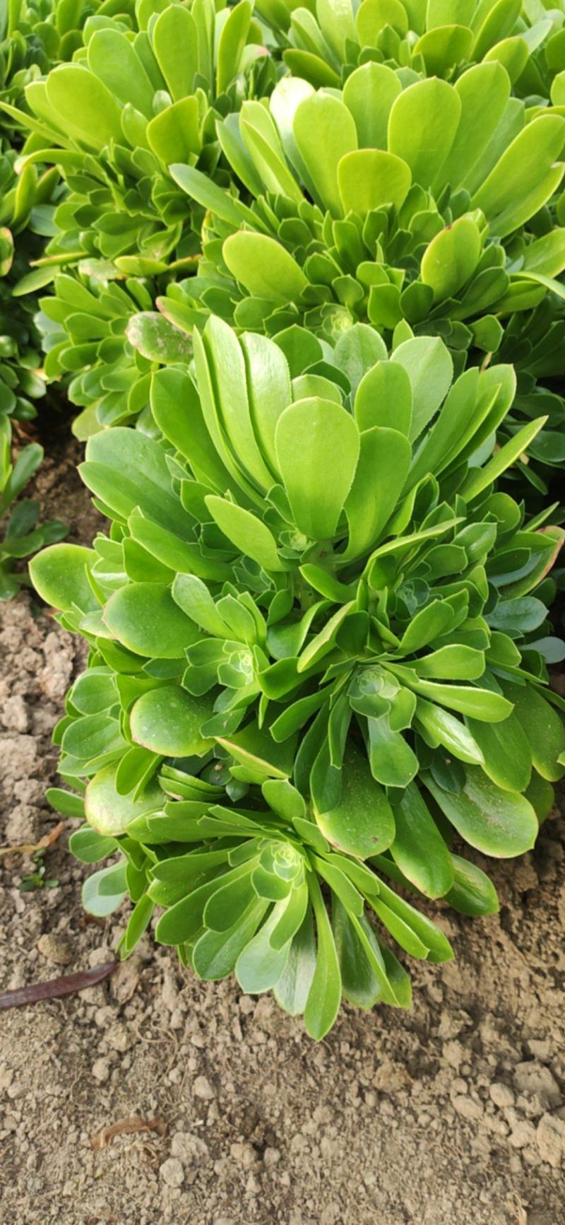 多肉植物法师绿羊绒批发基地可看货，可混批。
