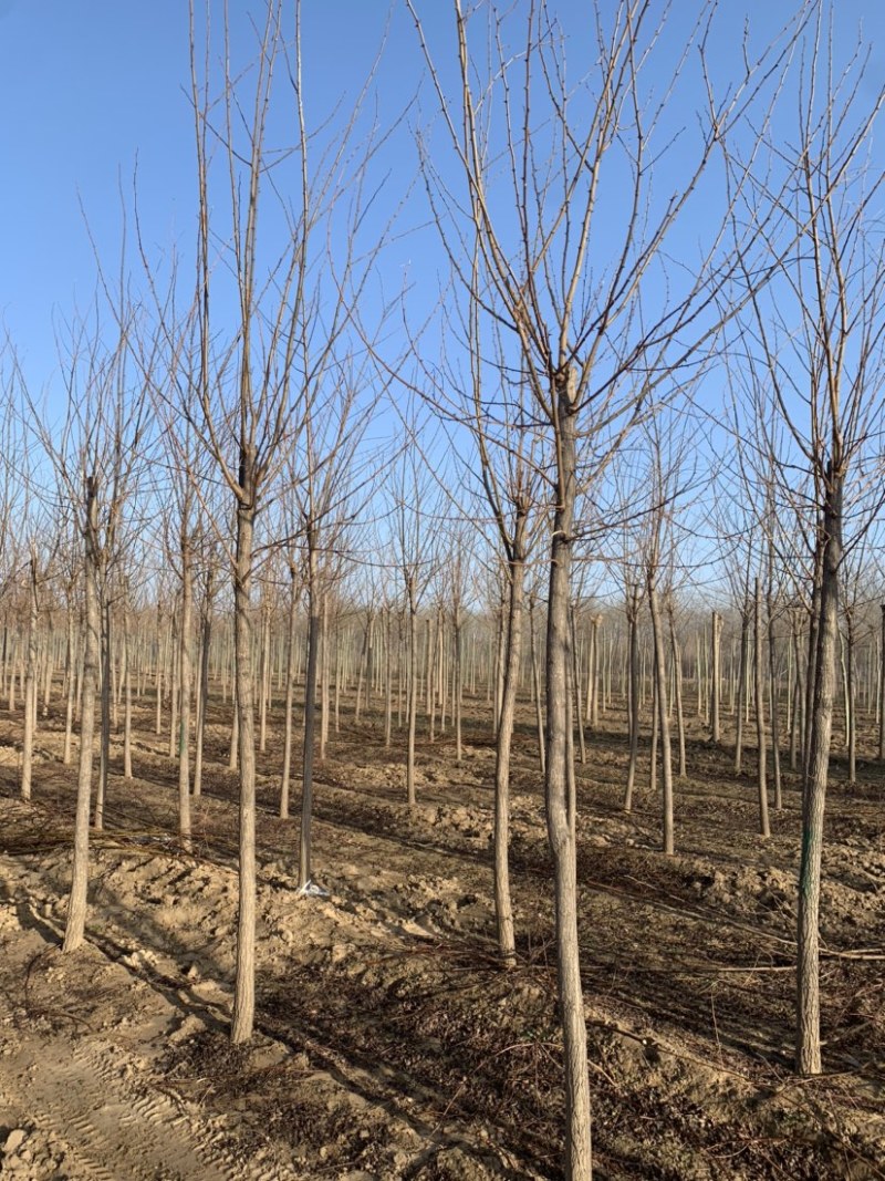 6-8公分刺槐低价供应50000棵，价格超合适
