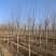 6-8公分刺槐低价供应50000棵，价格超合适