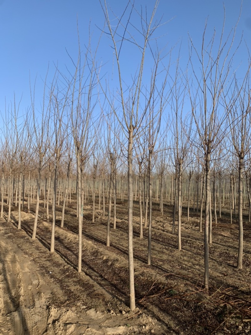 6-8公分刺槐低价供应50000棵，价格超合适