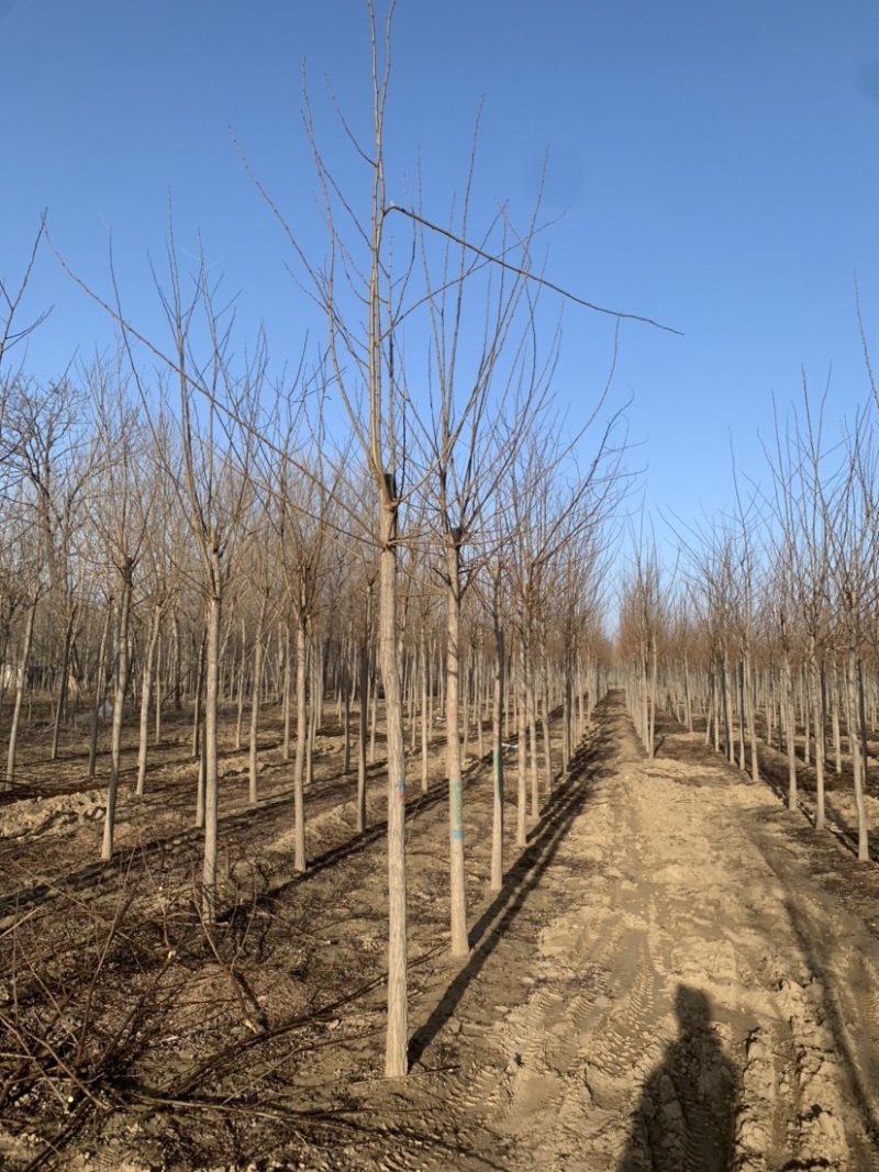 6-8公分刺槐低价供应50000棵，价格超合适