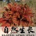 山西香椿芽上市，大棚露天香椿芽，嫩香椿芽，精品货源量大