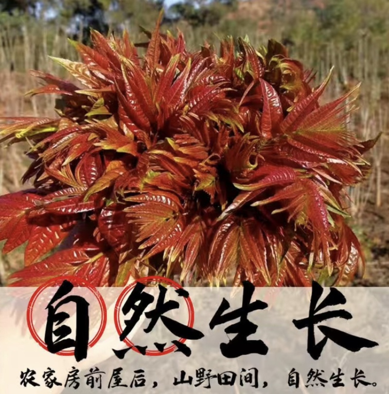 山西香椿芽上市，大棚露天香椿芽，嫩香椿芽，精品货源量大