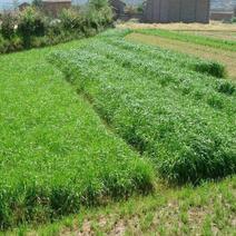 黑麦草种子免费试种多年生黑麦草草籽保证发芽率