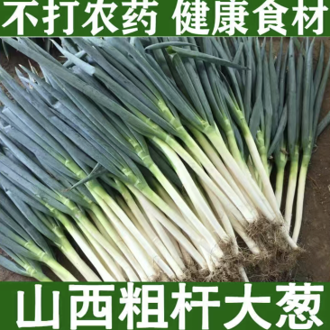 山西铁杆大葱，精品五指葱，鲜货，刚葱，商品葱，产地直供