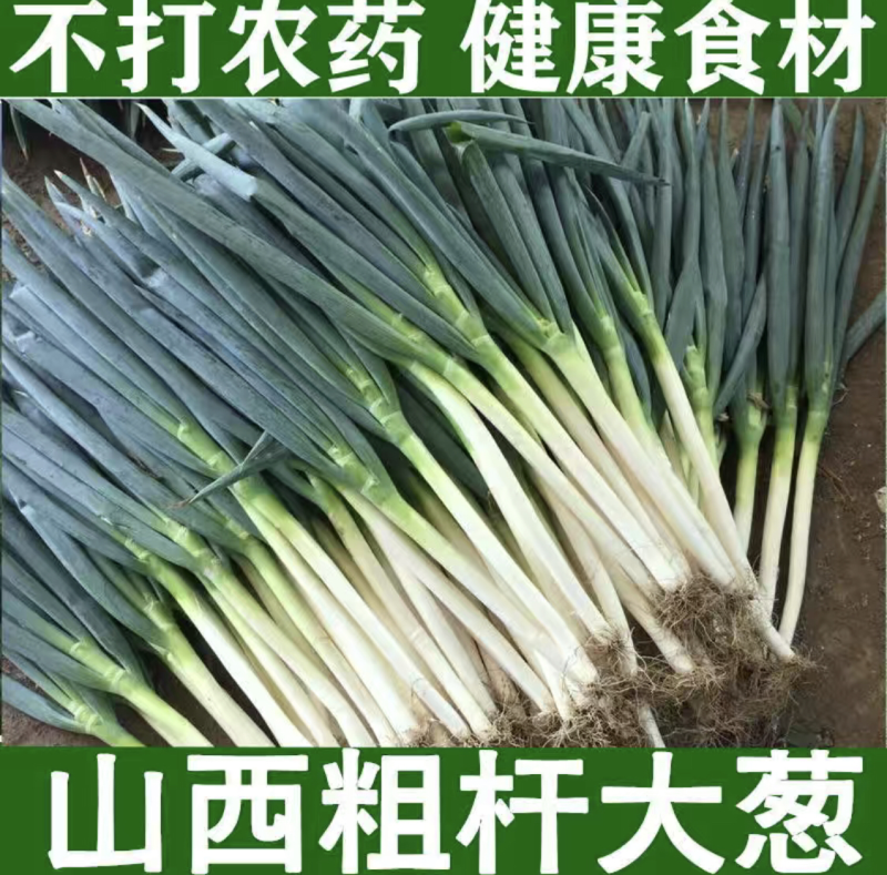 山西铁杆大葱，精品五指葱，鲜货，刚葱，商品葱，产地直供