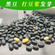 扁黑豆，2024新扁黑豆，打豆浆，生芽黑豆，袋装100斤