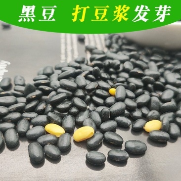 扁黑豆，2024新扁黑豆，打豆浆，生芽黑豆，袋装100斤