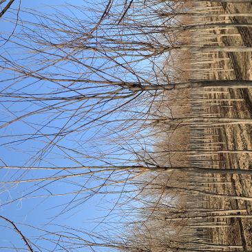 6-8公分刺槐低价供应50000棵，价格超合适