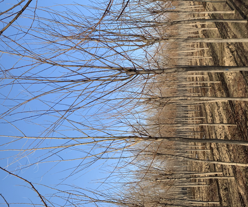 6-8公分刺槐低价供应50000棵，价格超合适