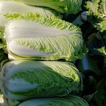 娃娃菜，大白菜，香菜，菠菜，大葱