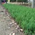 【质优】花木侧柏塔柏树苗松树苗蜀桧苗龙柏苗宝塔松柏树苗