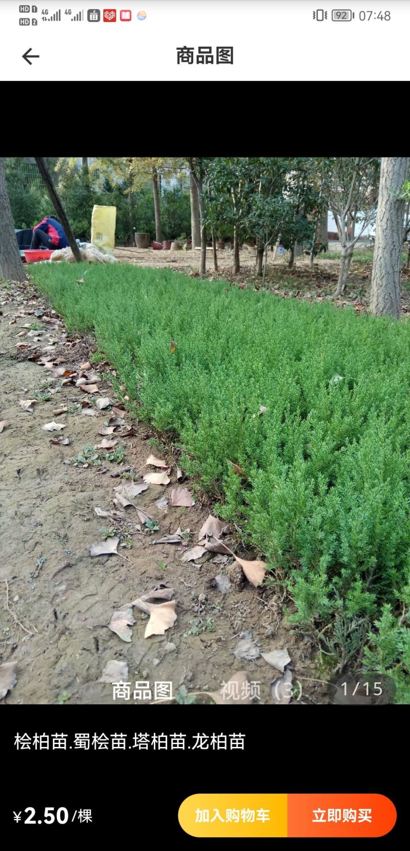 【质优】花木侧柏塔柏树苗松树苗蜀桧苗龙柏苗宝塔松柏树苗