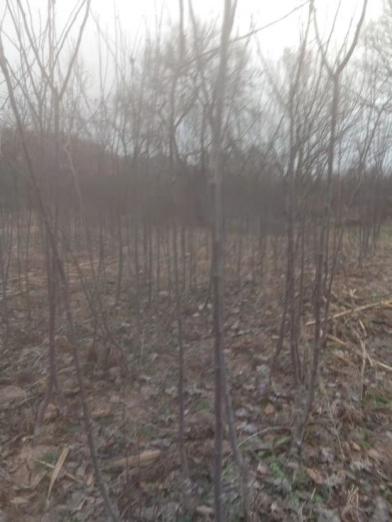 苹果树苗