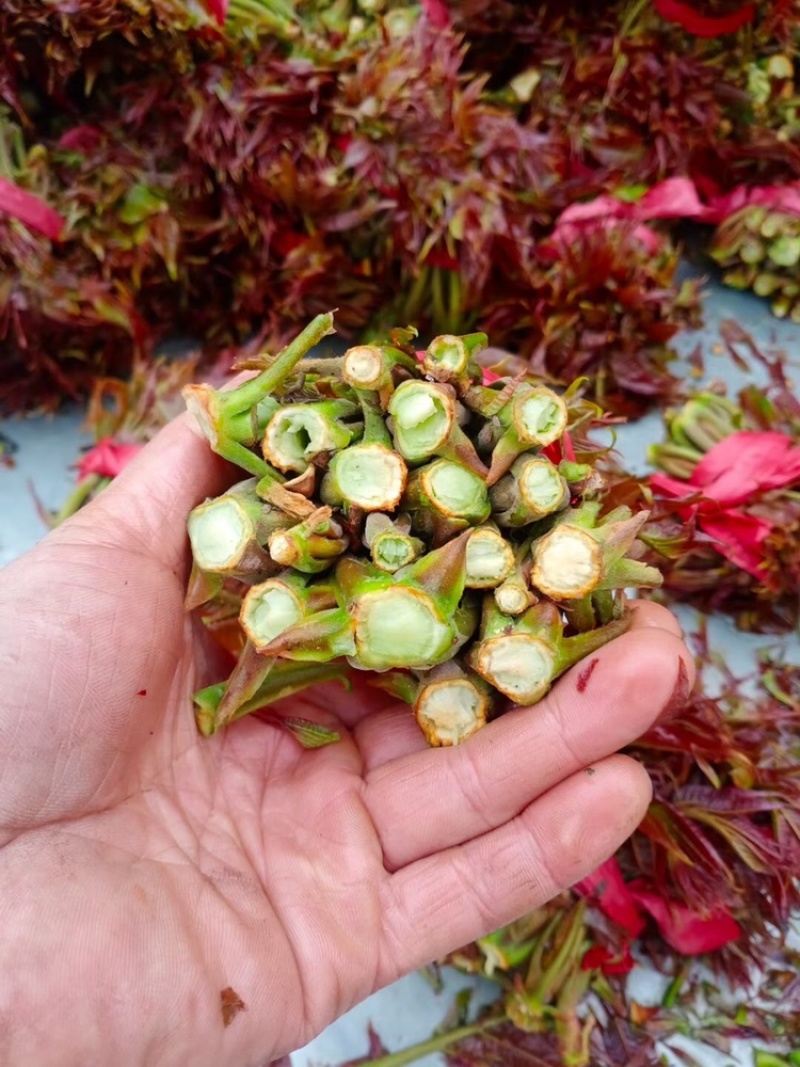山西香椿芽上市，大棚露天香椿芽，嫩香椿芽，精品货源量大