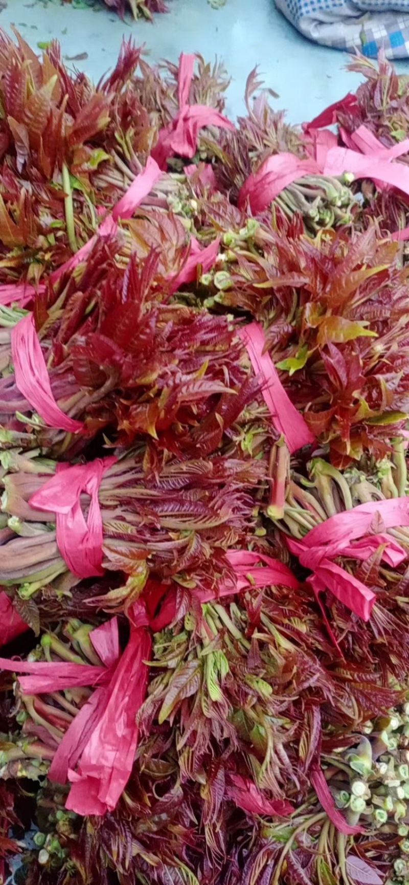 山西香椿芽上市，大棚露天香椿芽，嫩香椿芽，精品货源量大