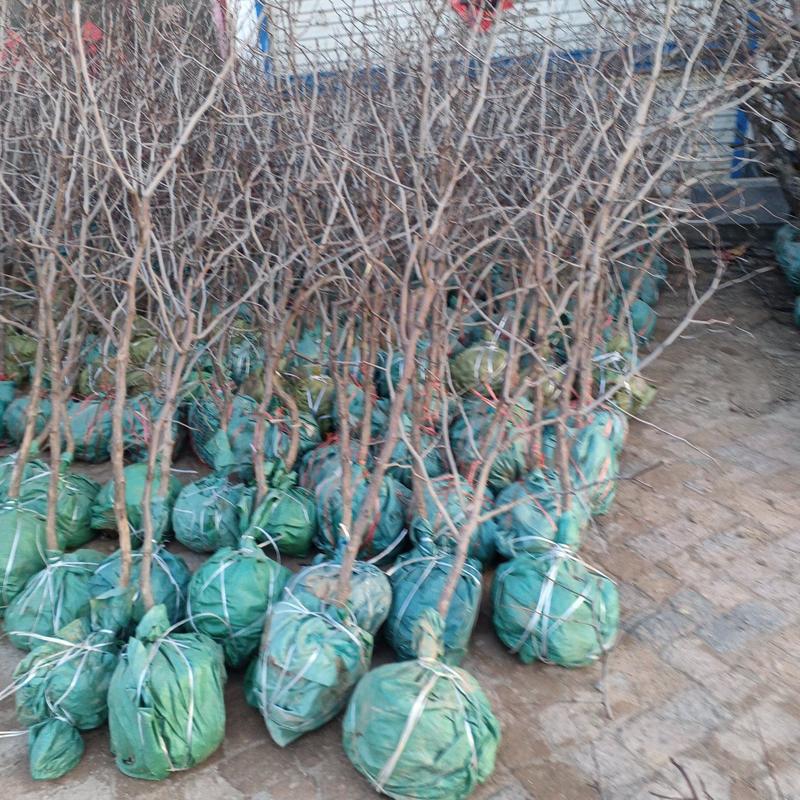 沾化冬枣树苗，品种纯正，好成活包运输，是发展特色水果之首
