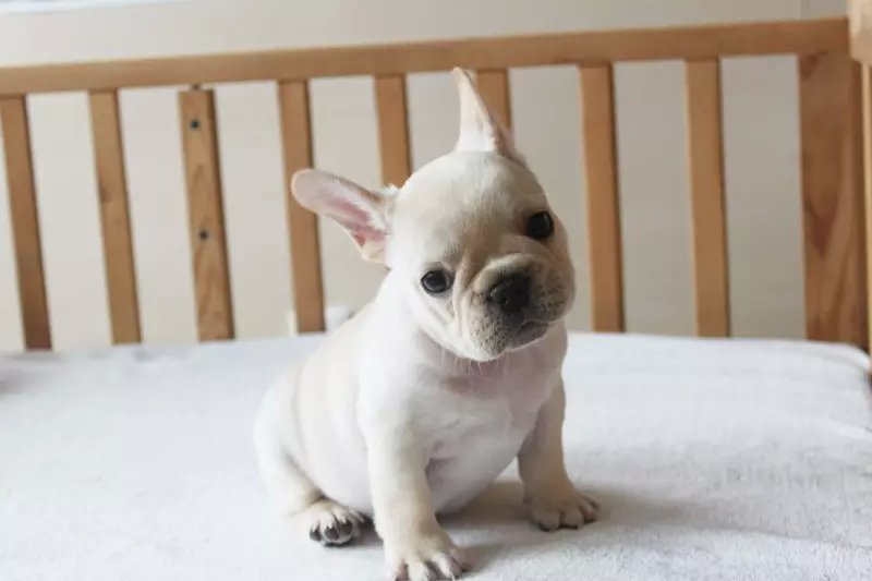 纯种法牛幼犬，标价为定金，需要的联系