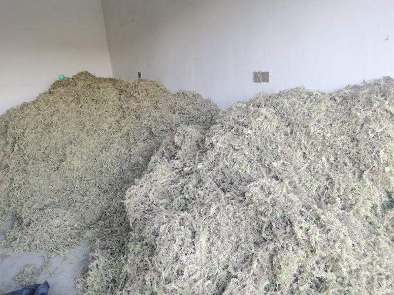 湖南隆力多水苔
