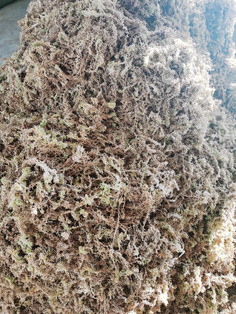 湖南隆力多水苔