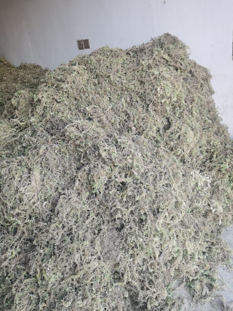 湖南隆力多水苔