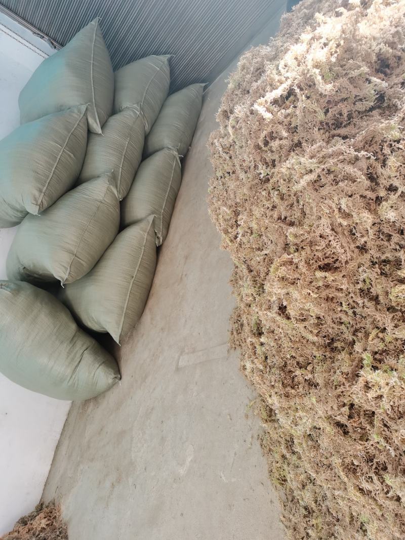 湖南隆力多水苔