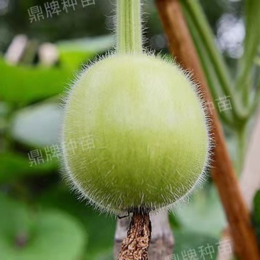 鼎牌圆满1号瓠瓜种子，特早熟，圆球形，口感细嫩清爽