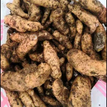 贵州天麻深山林下仿野生种植药食同源新鲜现挖