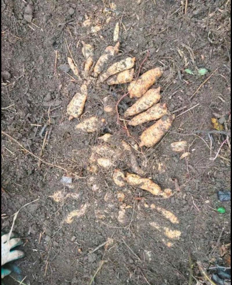 贵州天麻深山林下仿野生种植药食同源新鲜现挖