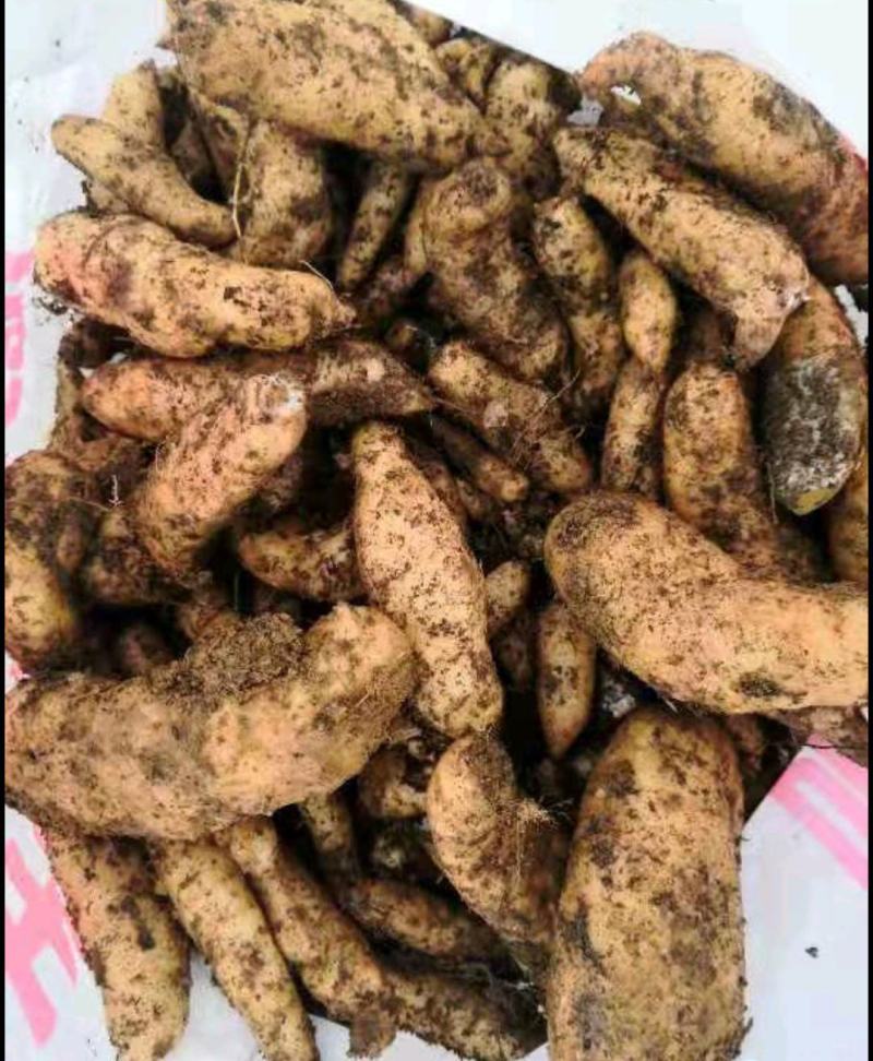 贵州天麻深山林下仿野生种植药食同源新鲜现挖