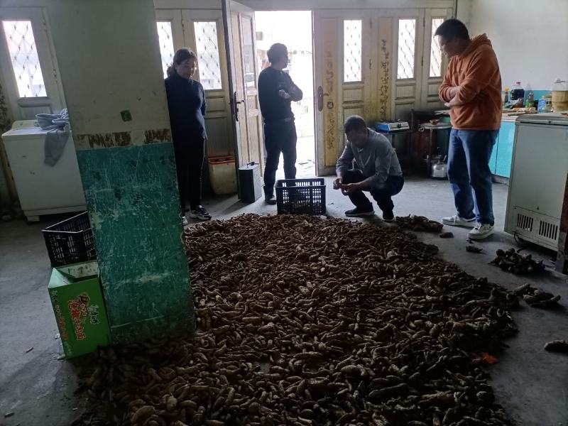 贵州天麻深山林下仿野生种植药食同源新鲜现挖