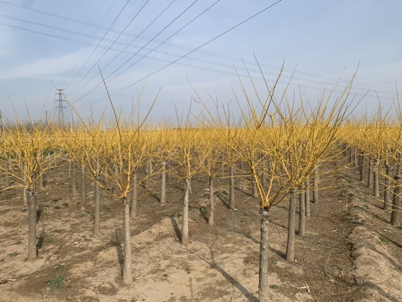 矮杆金枝槐量大出售，价格低，质量硬！7-10公分
