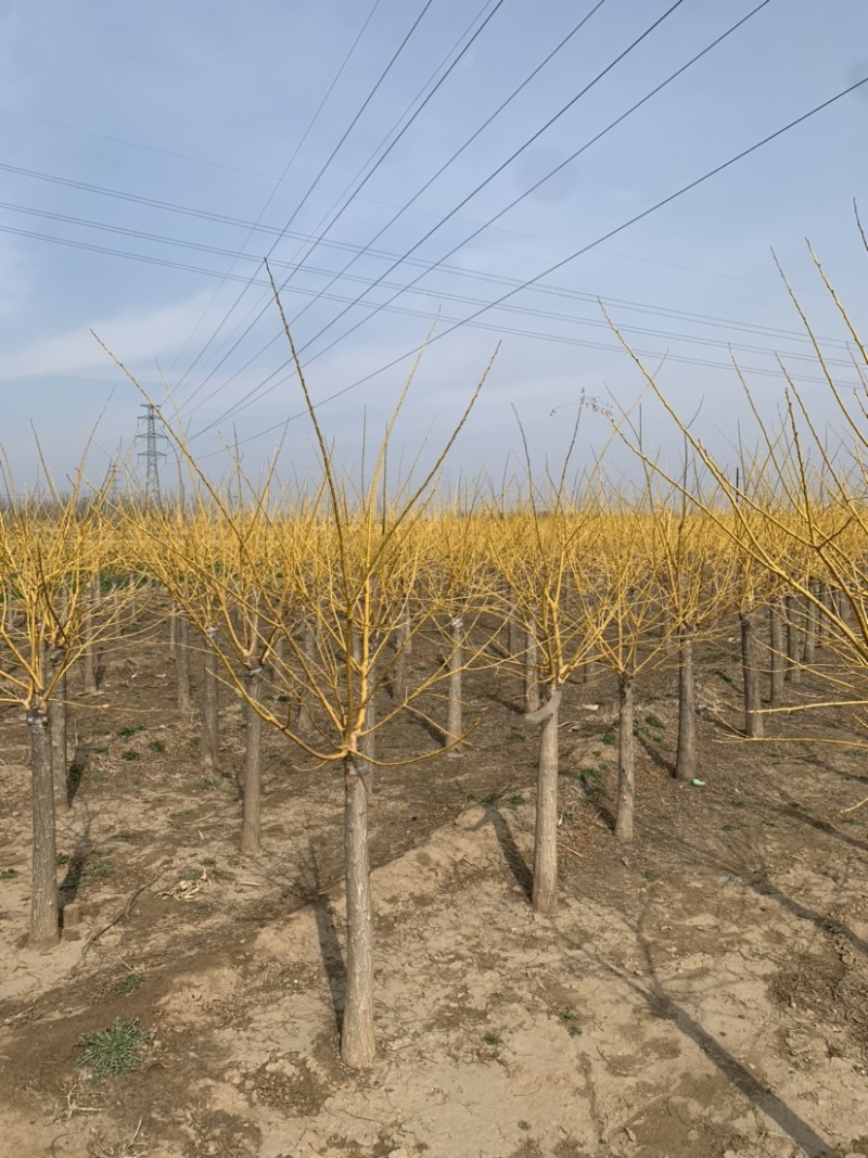 矮杆金枝槐量大出售，价格低，质量硬！7-10公分