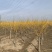 矮杆金枝槐量大出售，价格低，质量硬！7-10公分