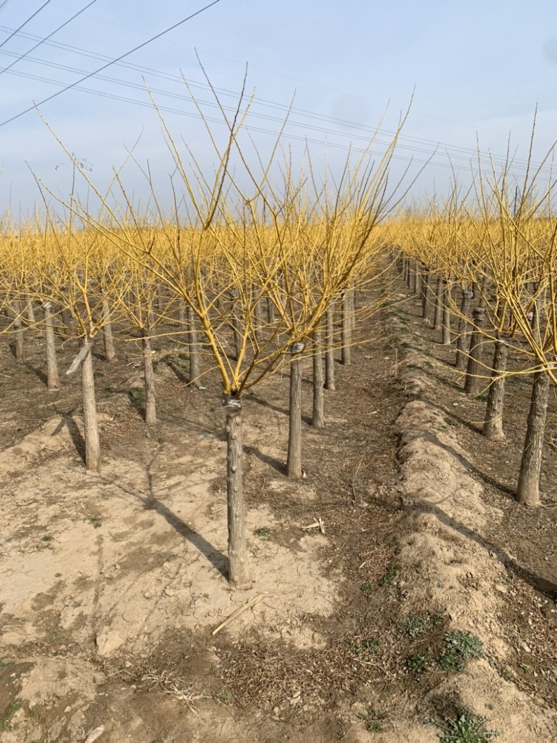 矮杆金枝槐量大出售，价格低，质量硬！7-10公分